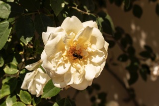 bee on flower