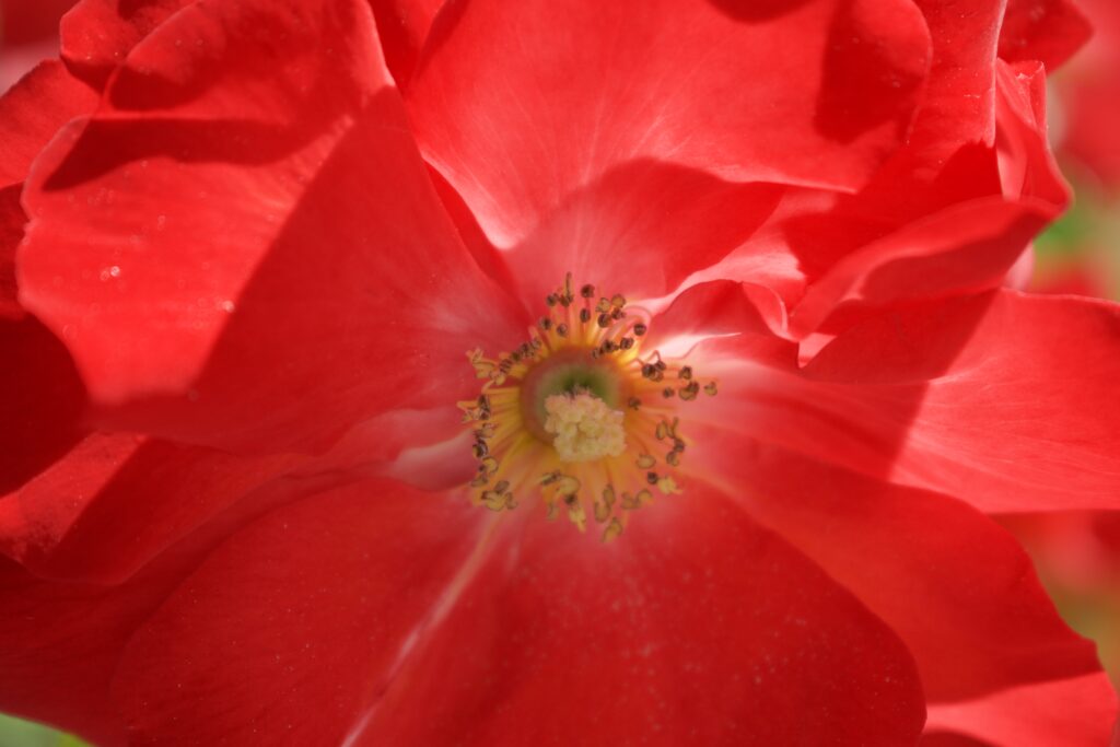 close up of a red flower