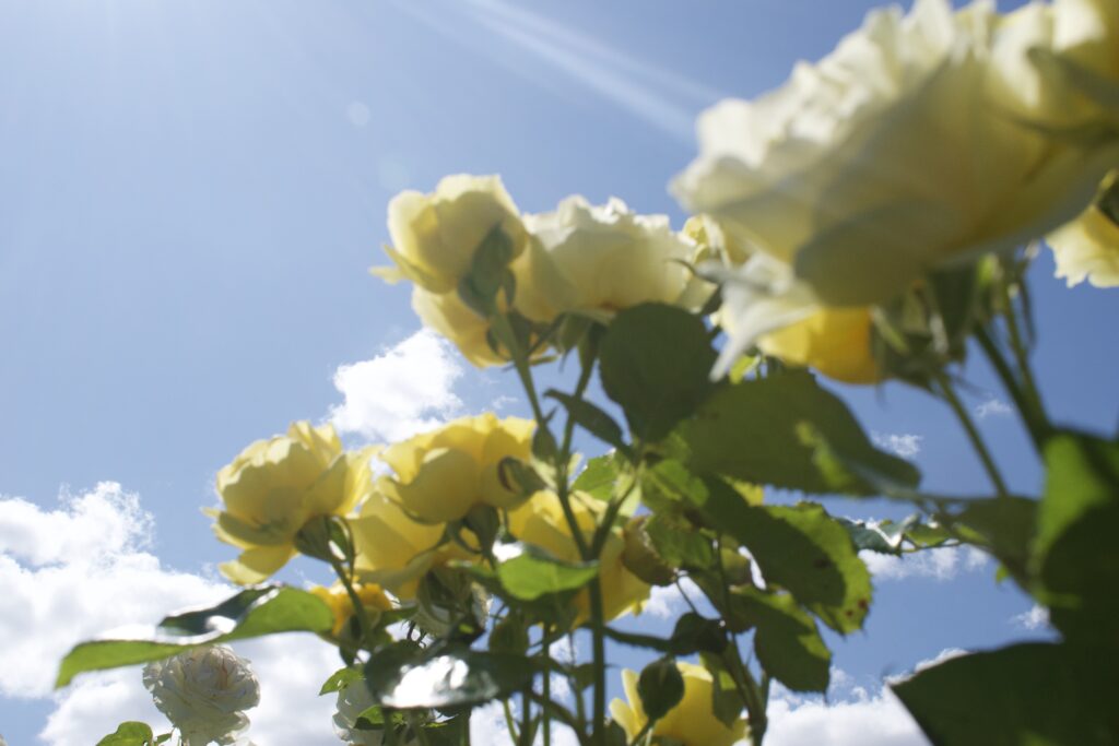 Underside of white and yellow roses